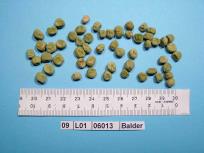 Click for 4 image(s) for this accession. Image